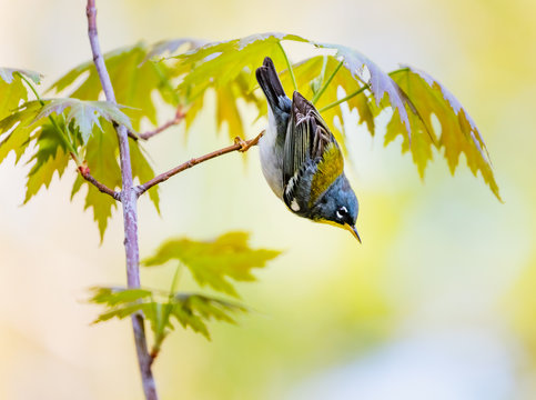 Northern Parula perched looking for insects , Quebec, Canada.