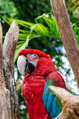 Parakeet with red and blue plumage on a wooden trunk with a blurred background vegetation