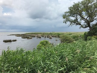 Marsh Area in The Outer Banks