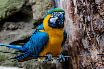 The blue-and-yellow macaw or Ara ararauna with yellow and blue plumage on a wire against a blurred background