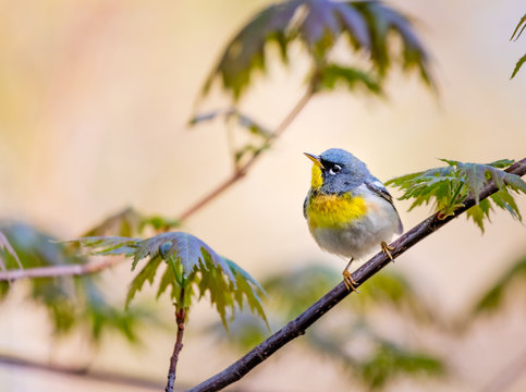 Northern Parula perched looking for insects , Quebec, Canada.