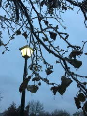 Ice Covered Tree Branch With Streetlight