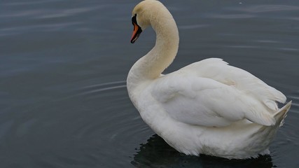 swan on the lake
