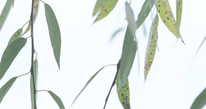 Autumn leaves of willow