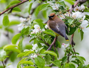 Cedar waxwings in an orchard eating apple blossoms and bugs, in Quebec, Canada.