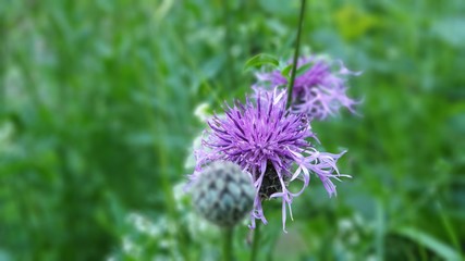 Eat Your Greens! Healing power: field flower brown knapweed.