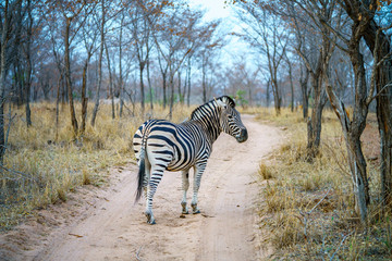 zebra in kruger national park, mpumalanga, south africa 16