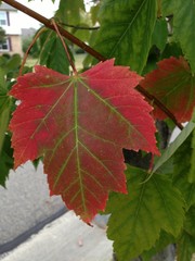 Red and Green Leaf On Tree