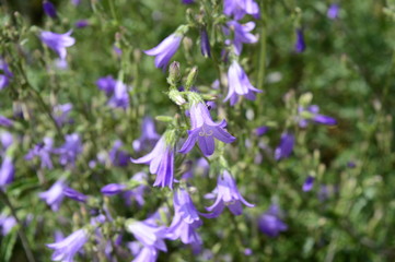 Closeup campanula sibirica with blurred background in summer garden