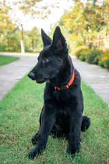 Portrait of Black German shepherd on green grass. Animal.