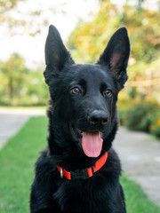Portrait of Black German shepherd on green grass. Animal.