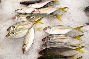 Fresh chilled fish at the supermarket counter 2
