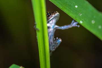 FrogOnLeaf