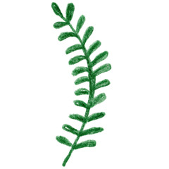 Fototapeta na wymiar fern leaf isolated on white background