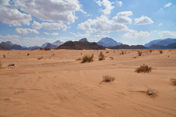 Fototapeta na wymiar Tufts of dry grass in Wadi Rum desert, Jordan