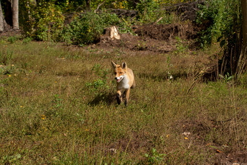 my friend the Fox in September