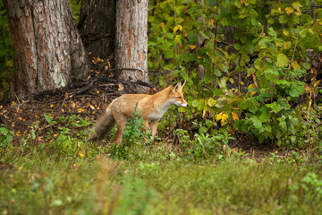 red fox