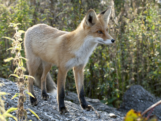 Fototapeta premium red fox
