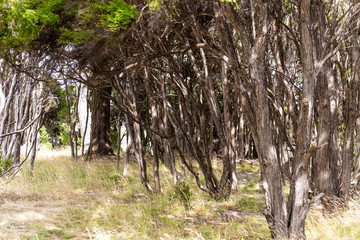 densely standing, dry shrubs and trees at Lake Wanaka