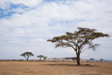 Obraz premium Serengeti National Park landscape, Tanzania, Africa
