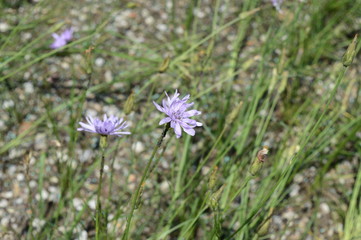 Closeup Scorzonera purpurea known as Podospermum roseum with blurred background in garden