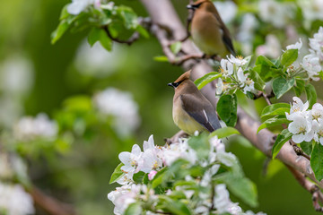 Fototapeta premium Cedar waxwings in an orchard eating apple blossoms and bugs, in Quebec, Canada.