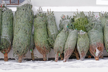 Christmas trees packed in a protective mesh for sale at the Christmas fair