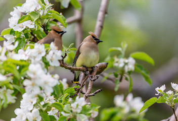 Cedar waxwings in an orchard eating apple blossoms and bugs, in Quebec, Canada.