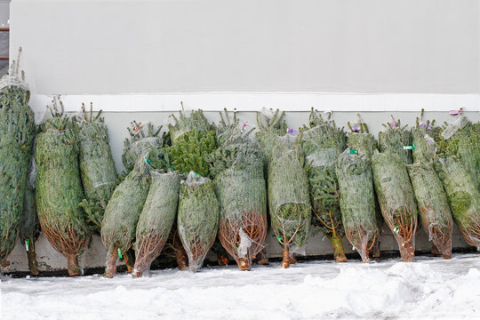 Christmas trees packed in a protective mesh for sale at the Christmas fair