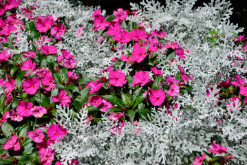 pink flowers and white leaves