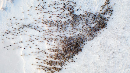 The extreme north, The reindeer move close to each other, aerial view