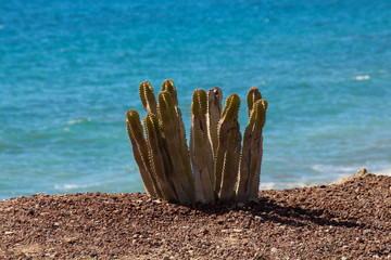 cactus vor Meer