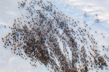 The extreme north, The reindeer move close to each other, aerial view © evgenii