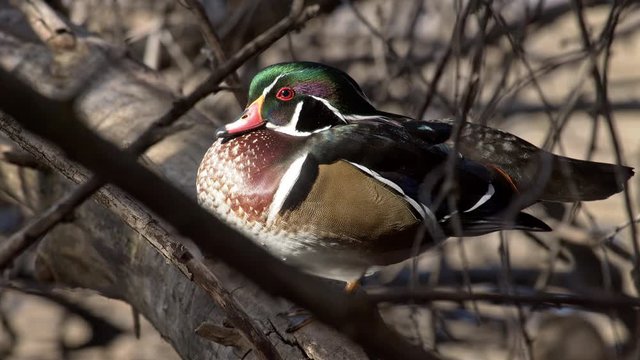 Colorful drake wood duck in tree as sunlight reflects from pond below as it roosts.