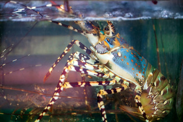 Traditional sea food in the market of Vietnam. Crabs, shrimps, oysters, mussels, colmar, octopus, for cooking on a barbecue,