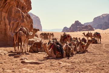 Flock of camels resting in Wadi Rum desert, Jordan