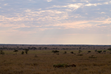 Dawn at Serengeti National Park, Tanzania, Africa