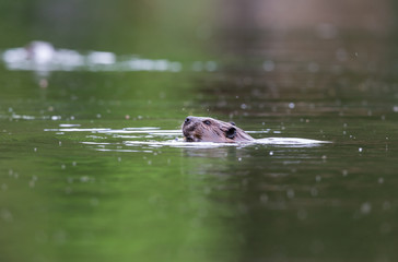 Beavers swimming in a lake, north Quebec, Canada.