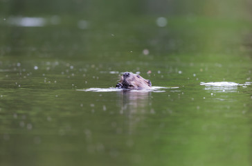 Beavers swimming in a lake, north Quebec, Canada.