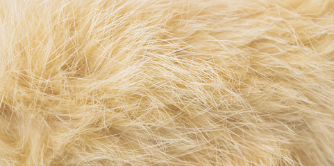 cat fur brown color. background and texture