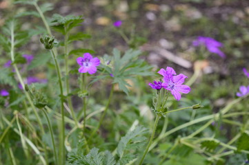 Closeup Erodium manescavii know as Manescau storksbill with blurred bacjground in garden