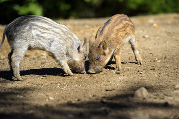 Wild boar in forest