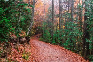 Autumn fall in Ordesa National Park