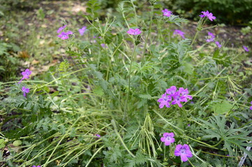 Fototapeta premium Closeup Erodium manescavii know as Manescau storksbill with blurred bacjground in garden