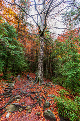 Autumn fall in Ordesa National Park