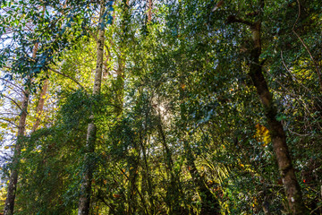 Añisclo Canyon on autumn fall
