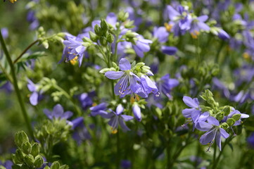 Closeup polemonium caeruleum - cup-shaped and lavender-coloured flower with blurred background in...