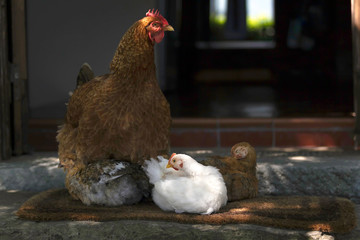 Mother hen guards her young chicks as they all preen themselves on top of the step in front of the...