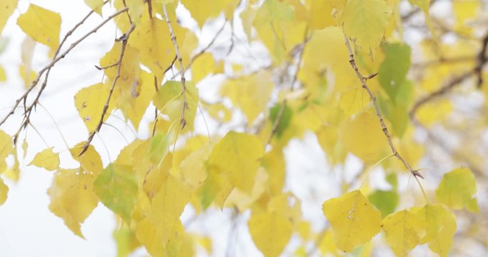 Yellow poplar leaves