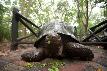 Aldabra giant tortoise from Zanzibar conservation area, Tanzania